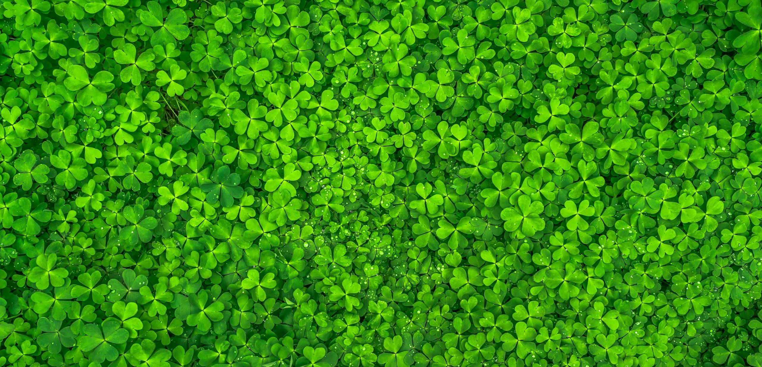 Vibrant overhead image of fresh green clover leaves, symbolizing luck and nature.
